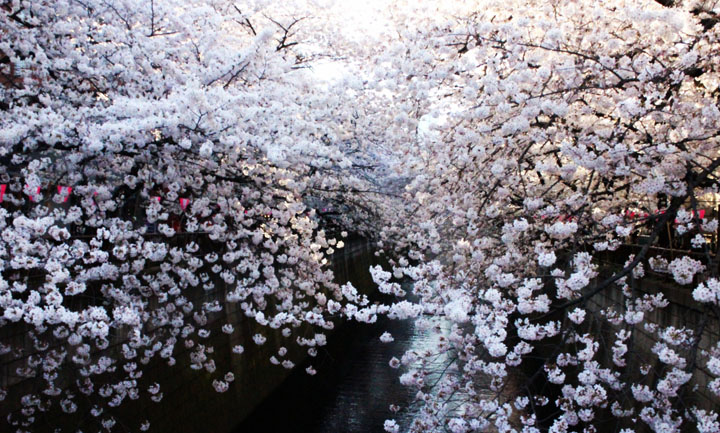 日本人の「心の文化」が満開に Sakura Casting a Spell on Japan