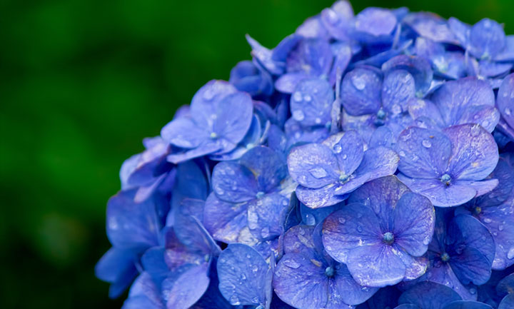 雨のにおいは虹のにおい？ Does the Scent of Rain = Scent of Rainbows?