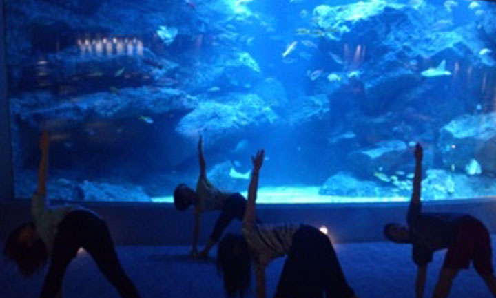 すみだ水族館「Relaxing Aquarium」で、エアアロマが　アロマヨガをプロデュース。