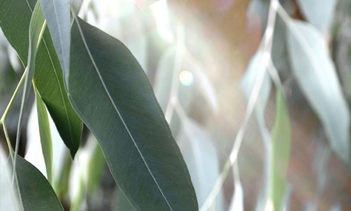 植物の力とエッセンシャルオイル